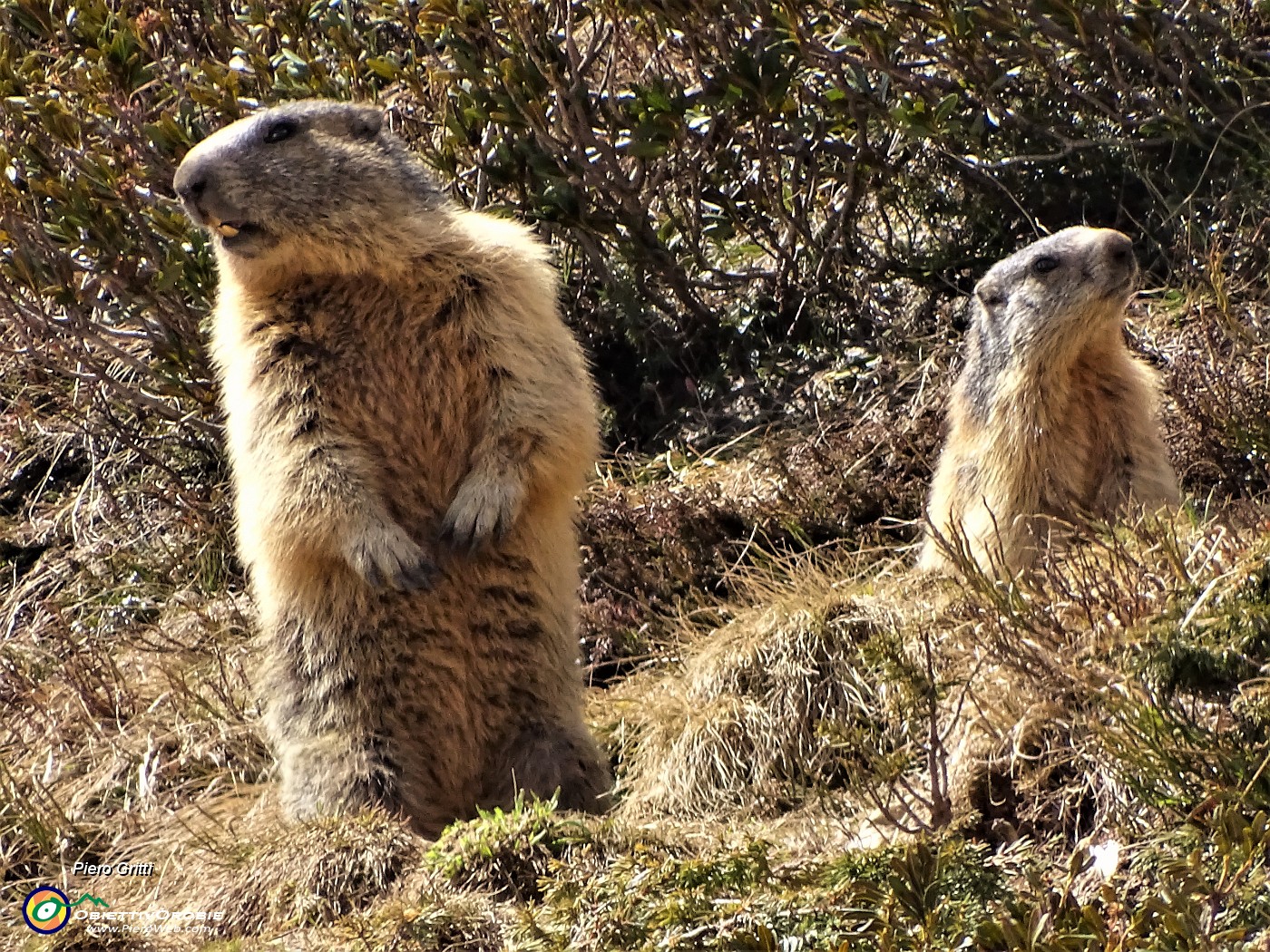 41 Al fischio della prima due altre marmotte si mettono in attenta sentinella.JPG